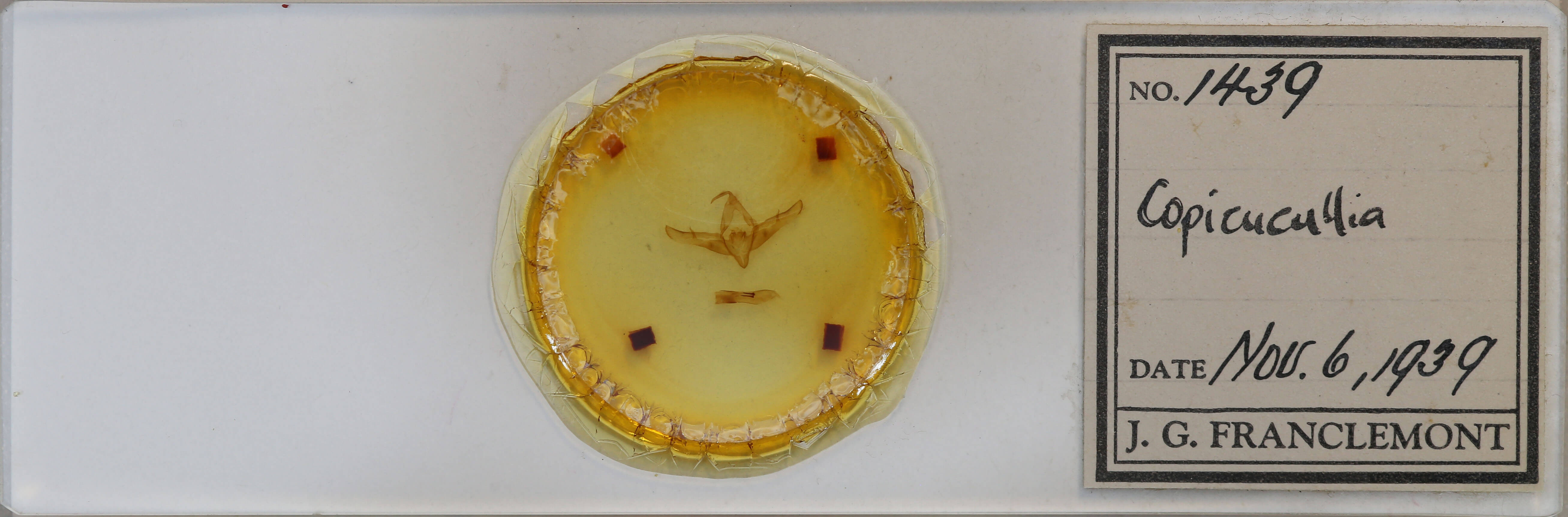 slide view of adult Copicucullia