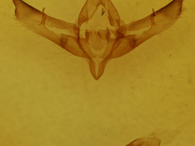 genitalia view of adult Copicucullia