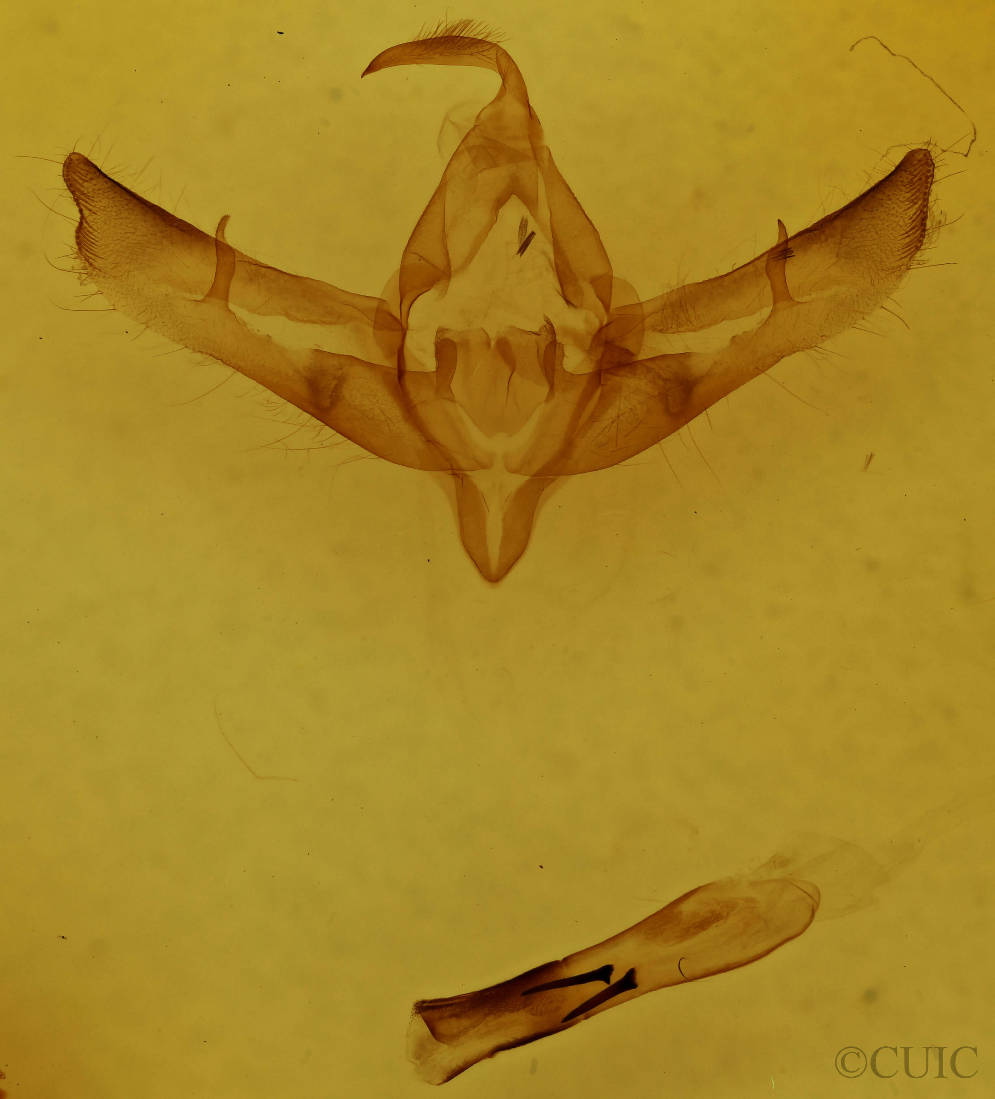 genitalia view of adult Copicucullia