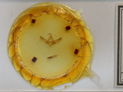 slide view of adult Copicucullia