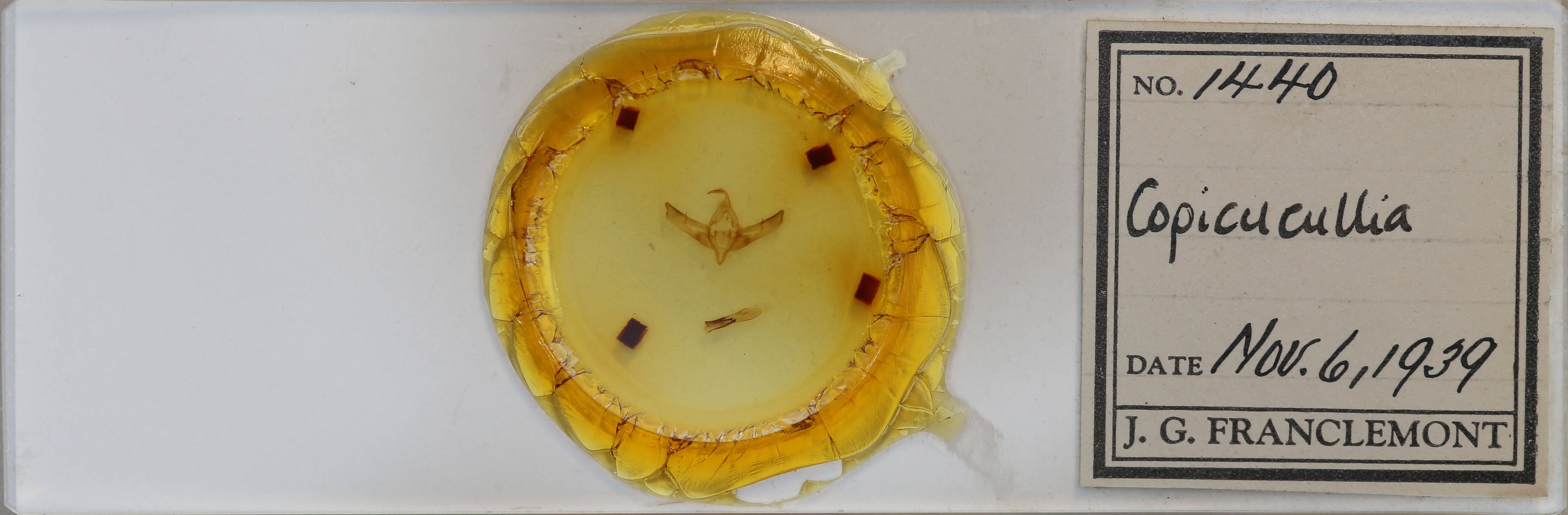 slide view of adult Copicucullia