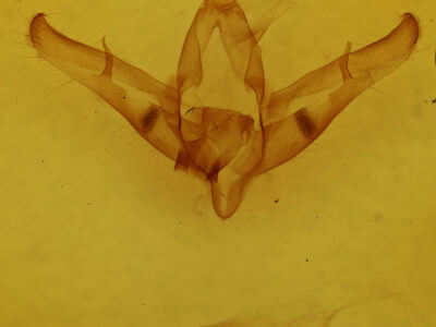 genitalia view of adult Copicucullia