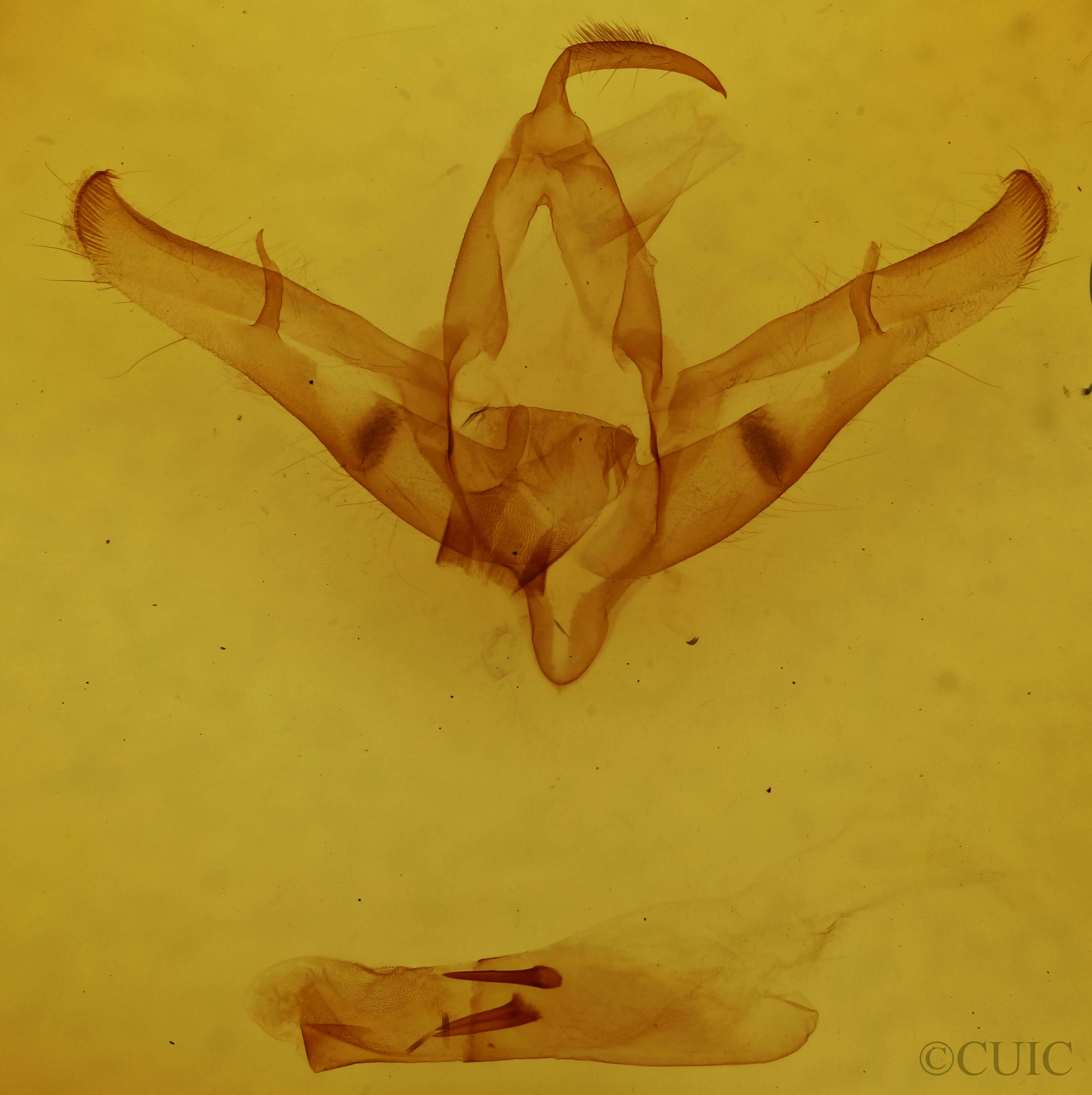 genitalia view of adult Copicucullia