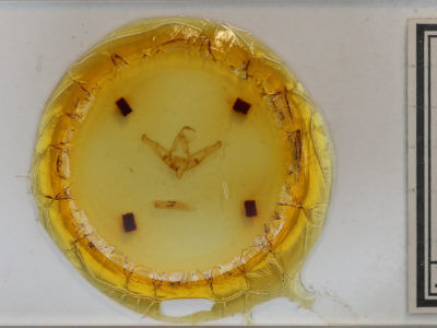 slide view of adult Copicucullia