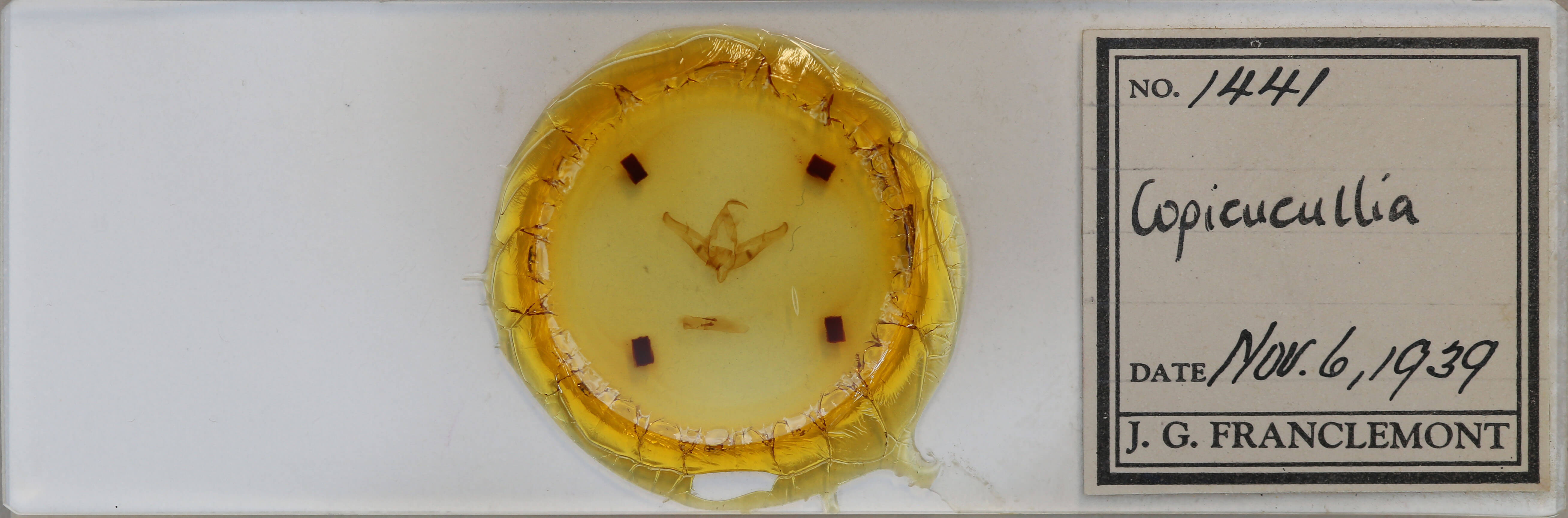 slide view of adult Copicucullia