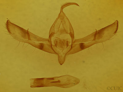genitalia view of adult Copicucullia