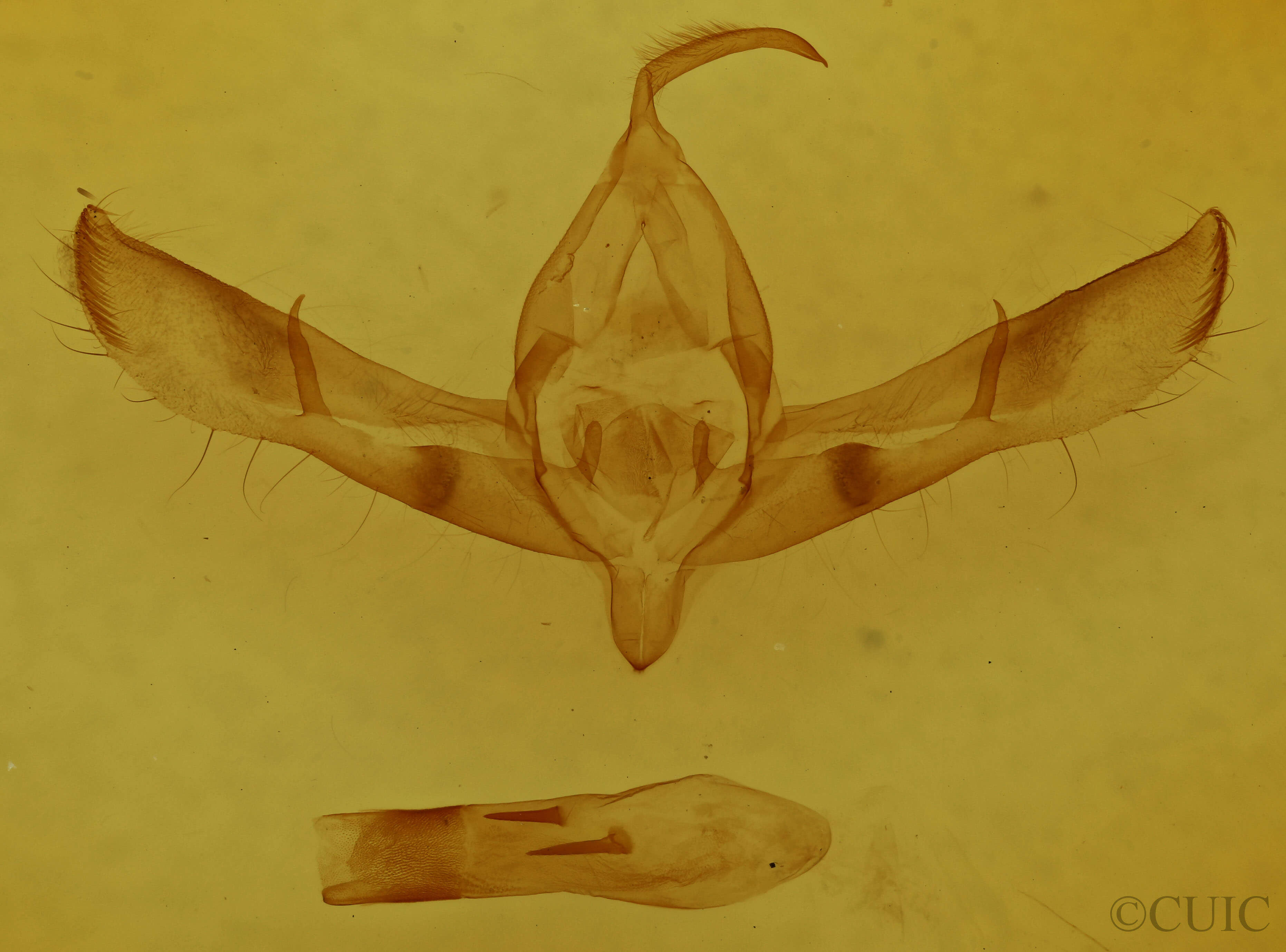 genitalia view of adult Copicucullia