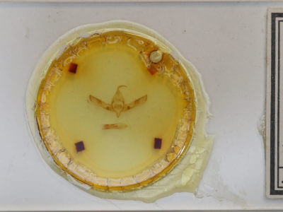 slide view of adult Copicucullia