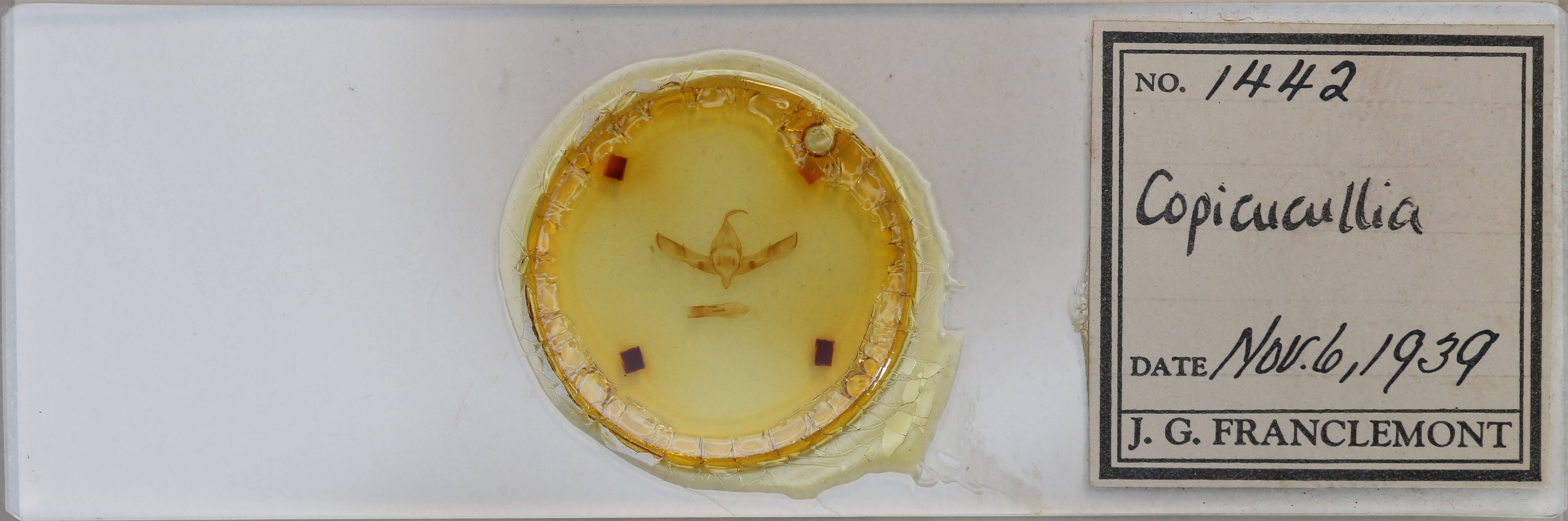 slide view of adult Copicucullia