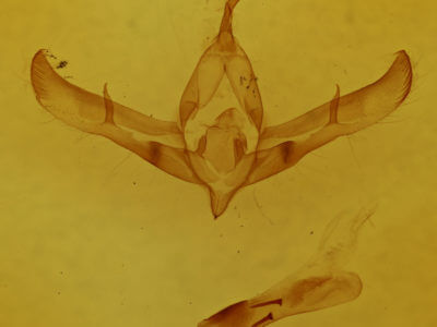 genitalia view of adult Copicucullia