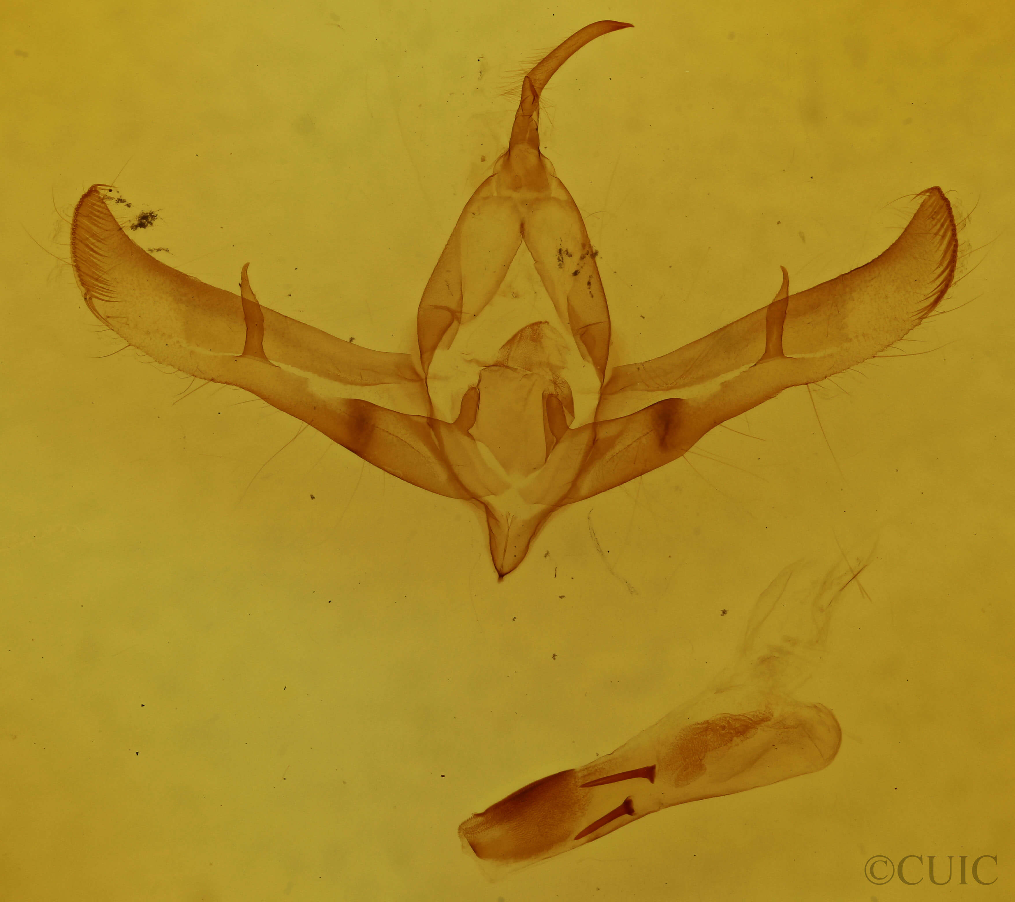 genitalia view of adult Copicucullia