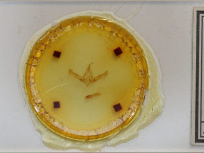 slide view of adult Copicucullia