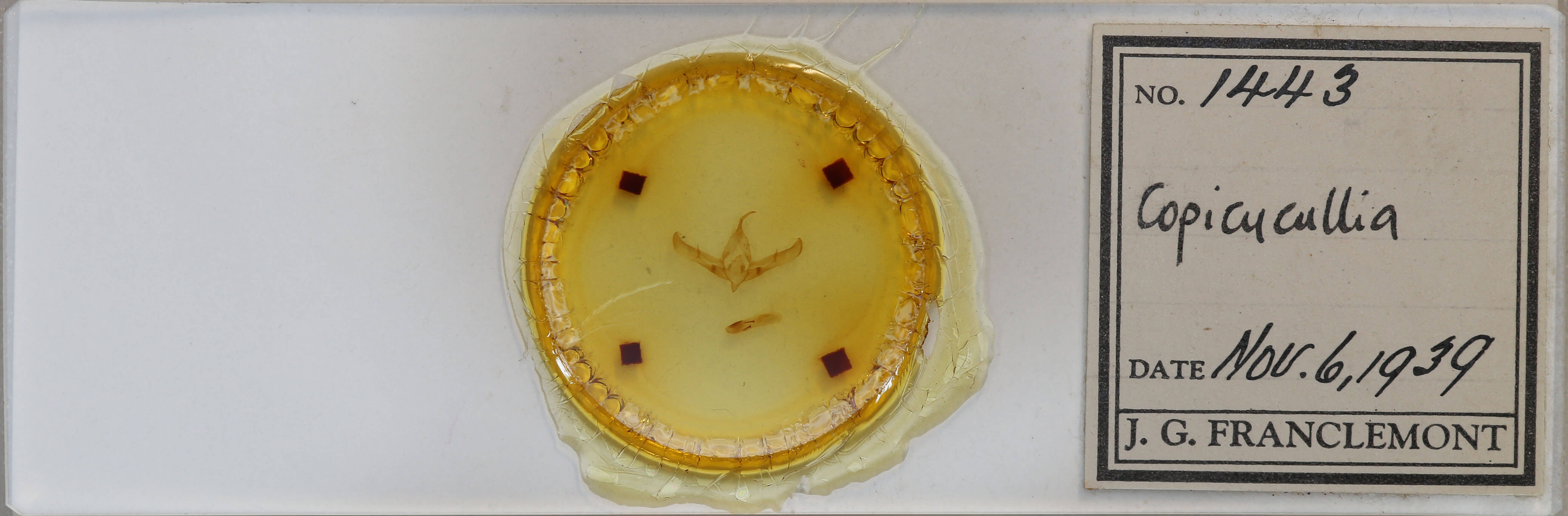 slide view of adult Copicucullia