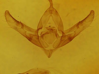 genitalia view of adult Copicucullia