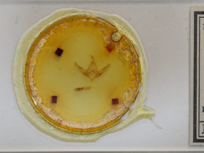 slide view of adult Copicucullia