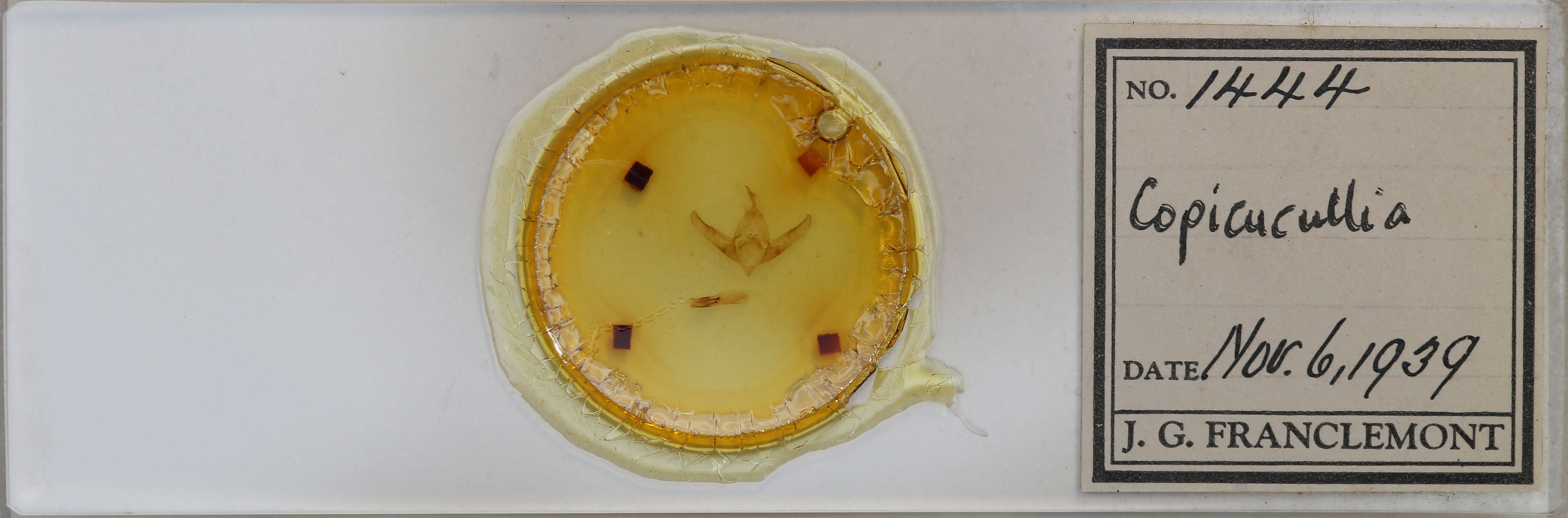 slide view of adult Copicucullia