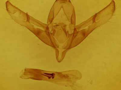 genitalia view of adult Copicucullia