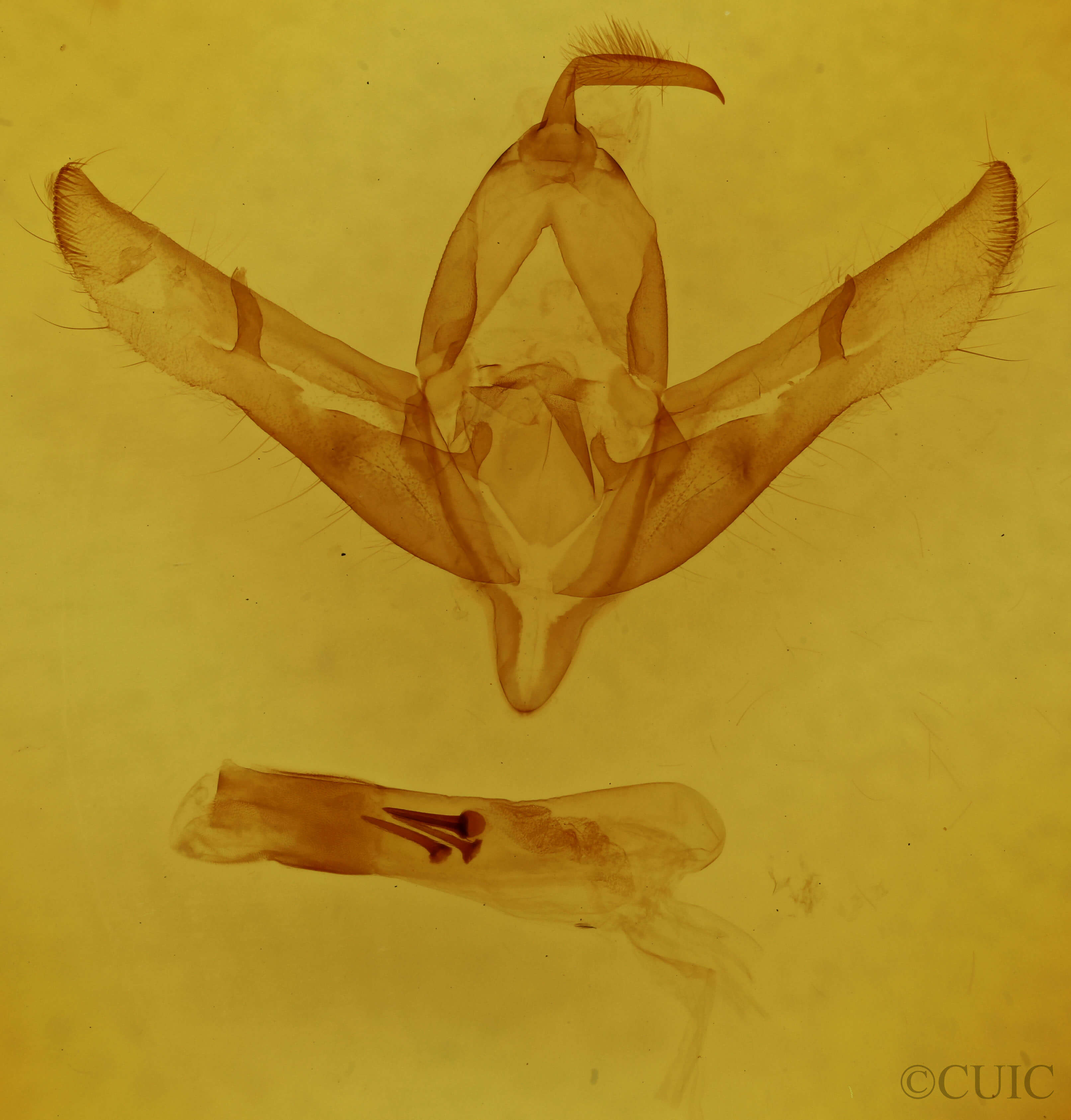 genitalia view of adult Copicucullia