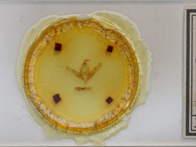 slide view of adult Copicucullia