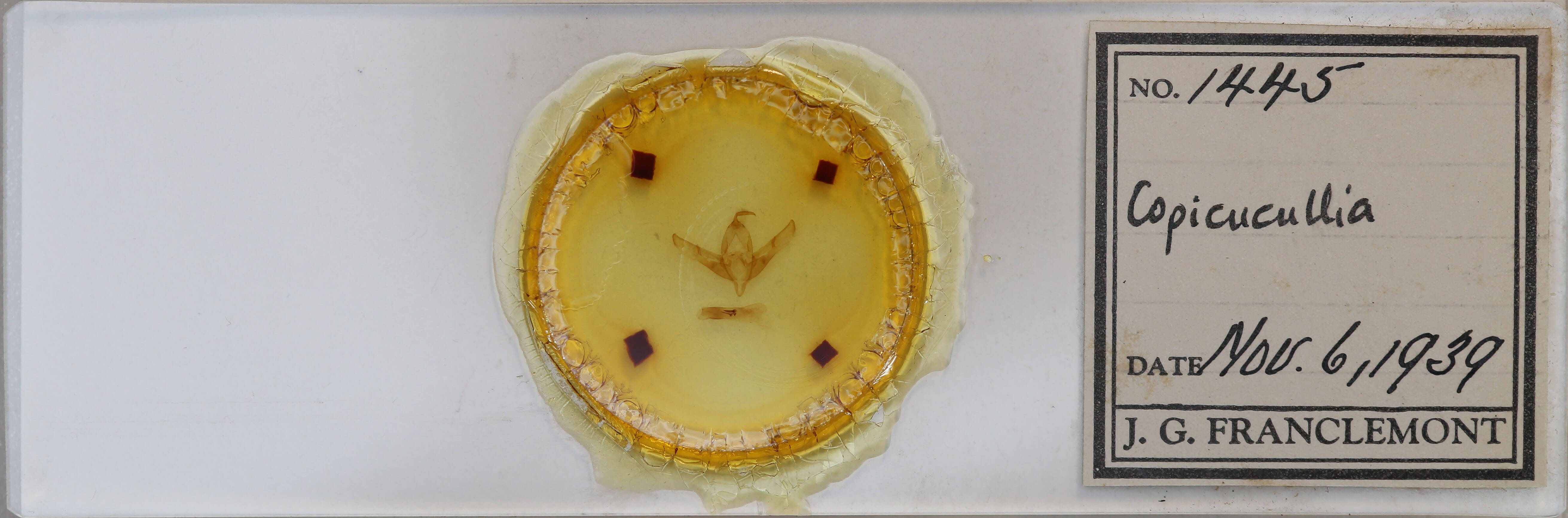 slide view of adult Copicucullia