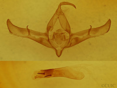 genitalia view of adult Copicucullia