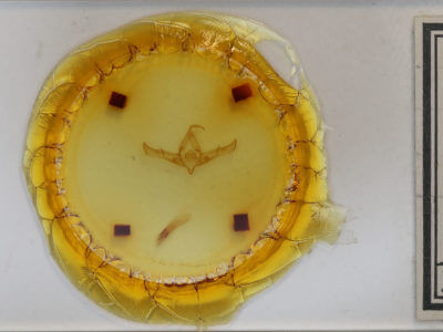 slide view of adult Copicucullia