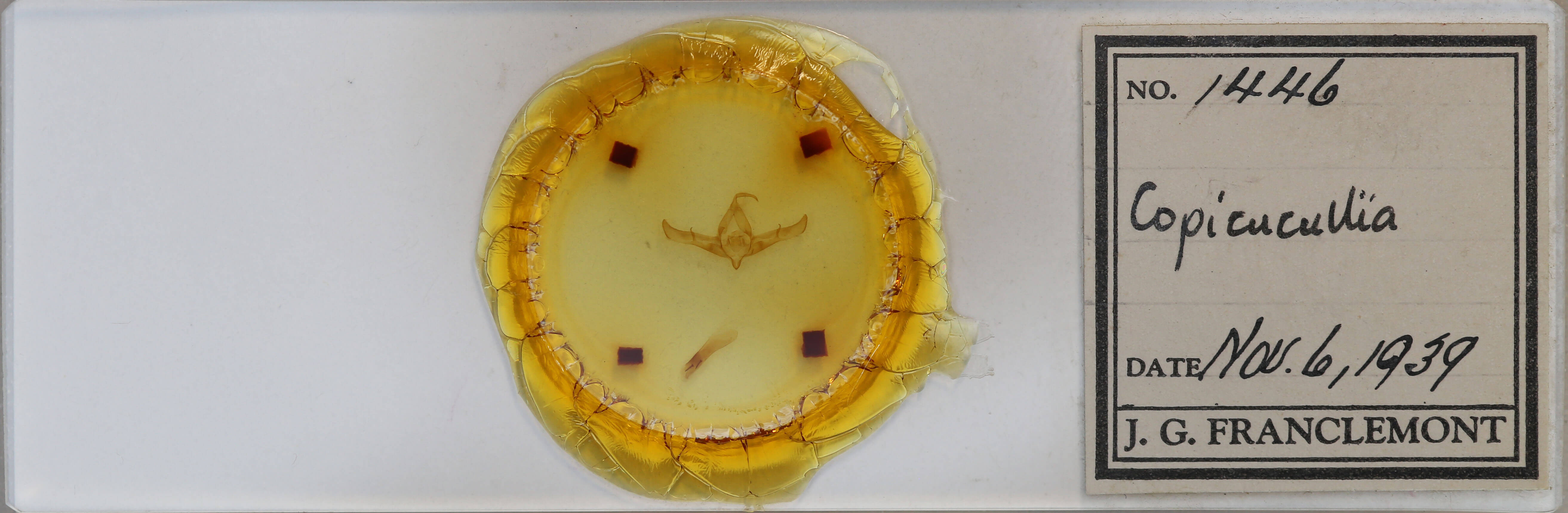 slide view of adult Copicucullia