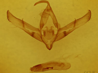 genitalia view of adult Copicucullia