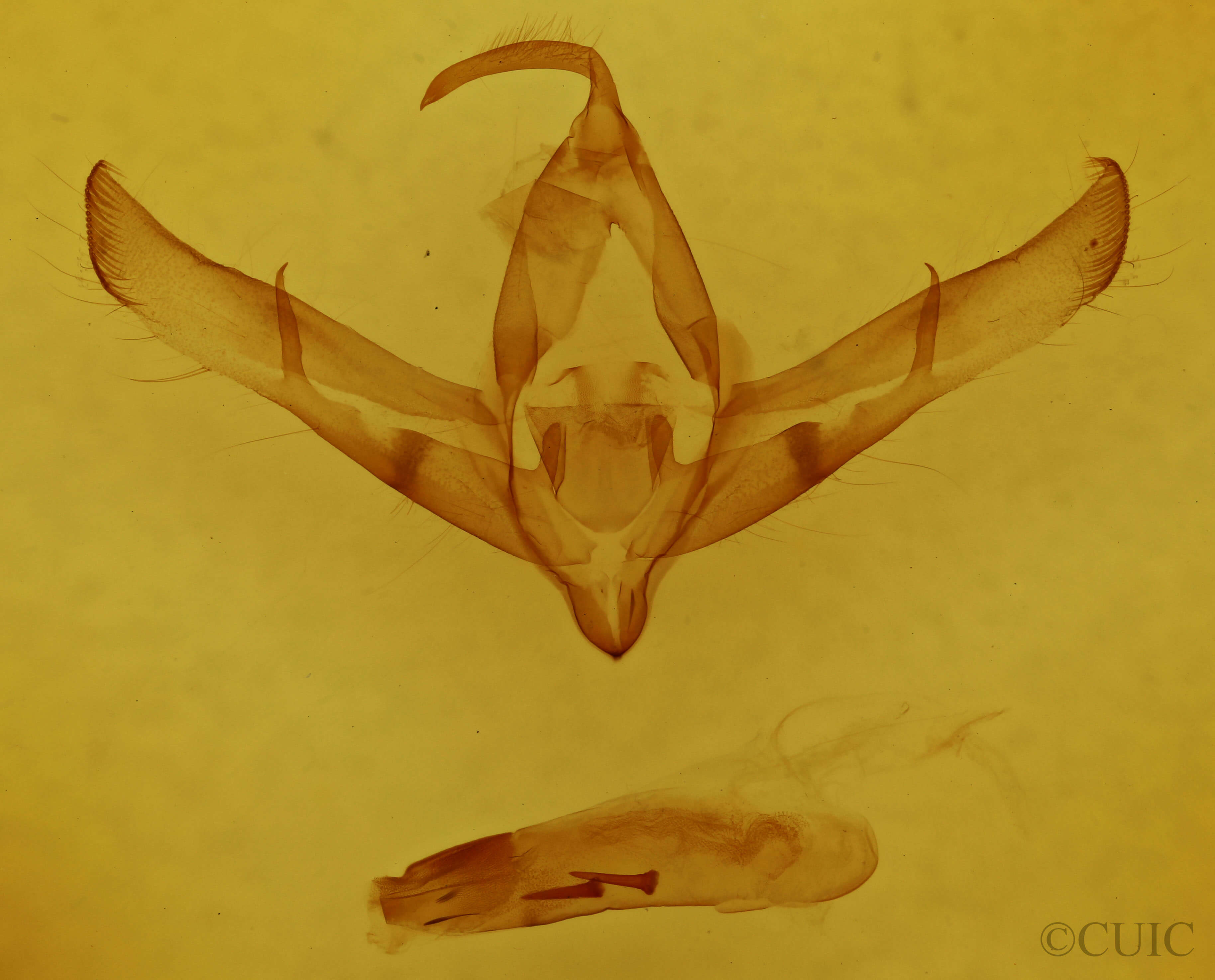 genitalia view of adult Copicucullia