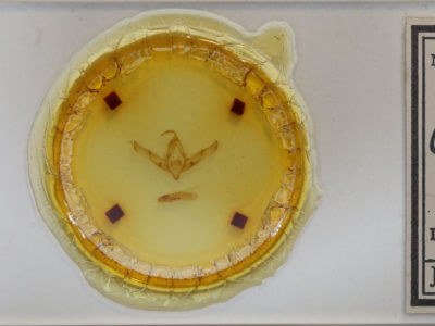 slide view of adult Copicucullia