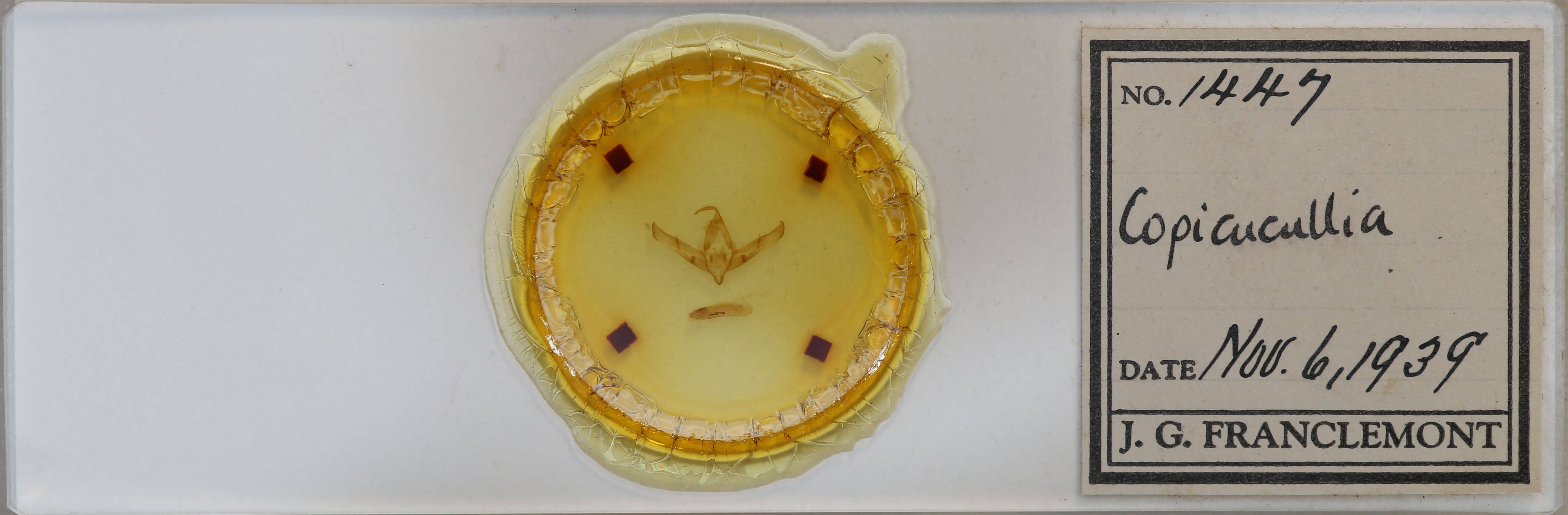 slide view of adult Copicucullia