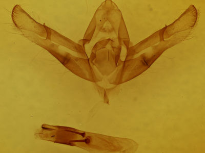 genitalia view of adult Copicucullia