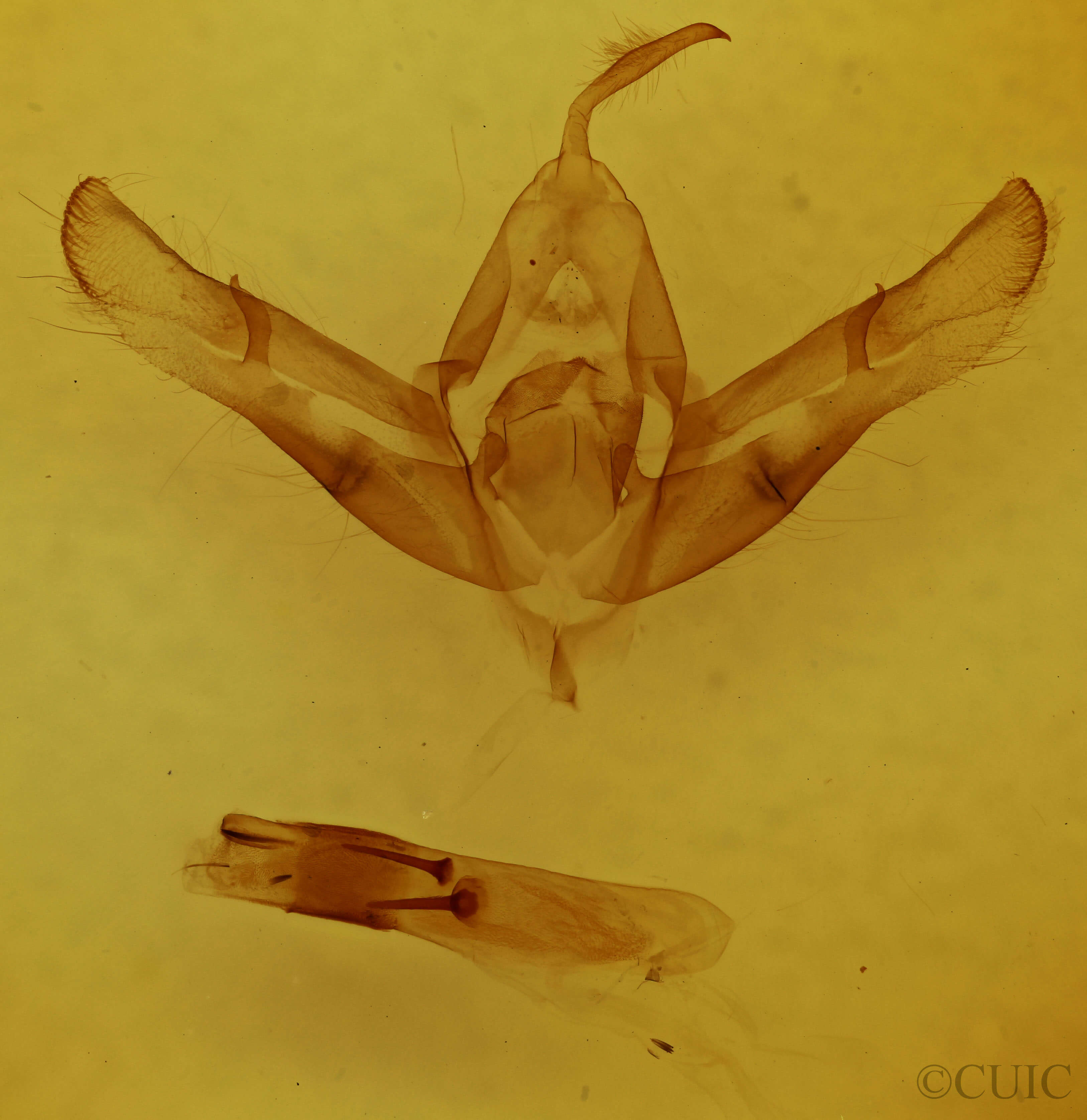 genitalia view of adult Copicucullia