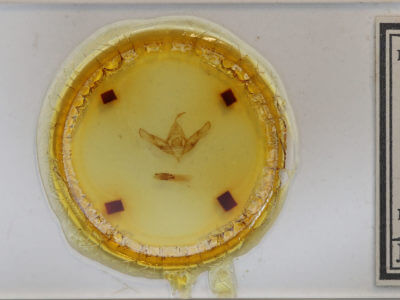 slide view of adult Copicucullia