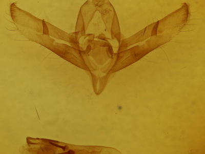 genitalia view of adult Copicucullia
