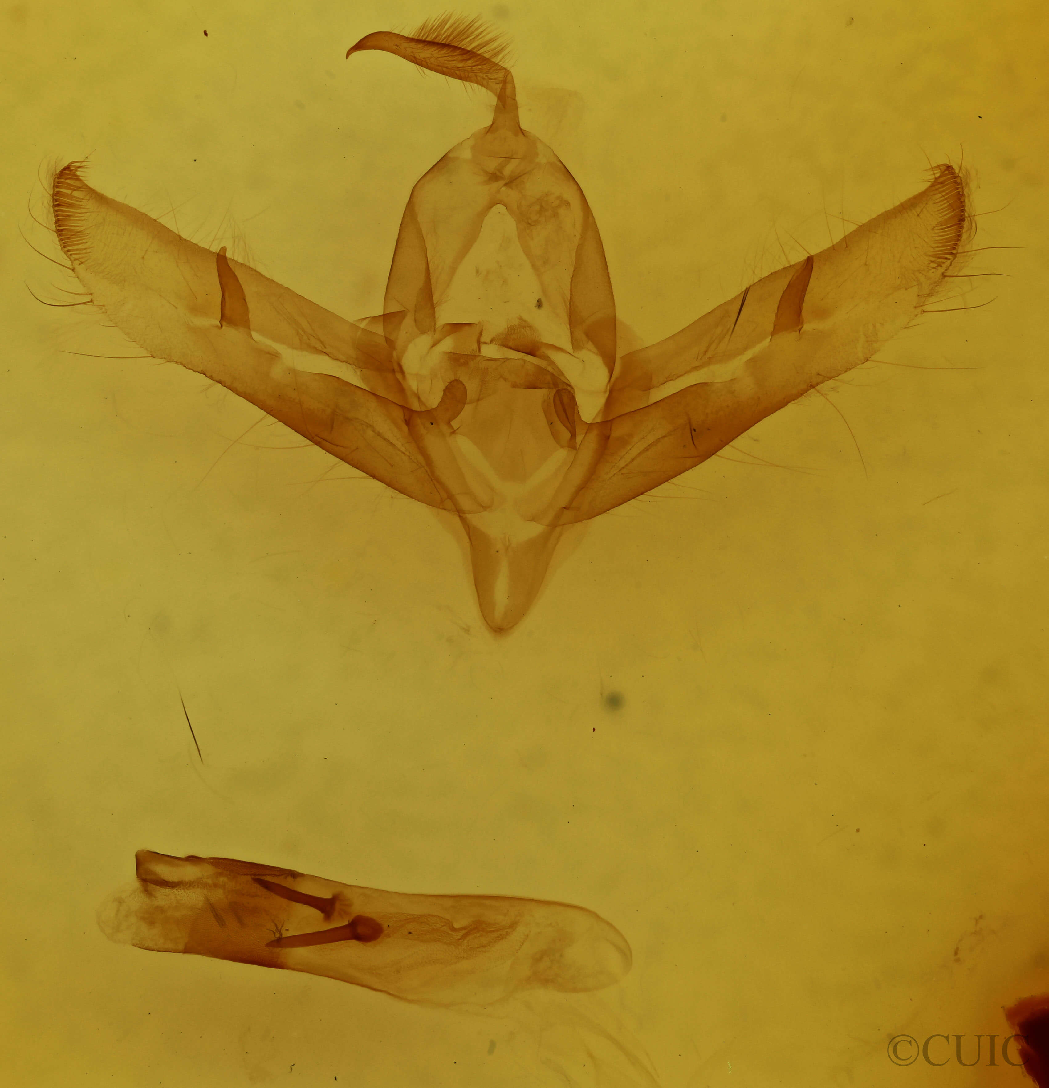 genitalia view of adult Copicucullia