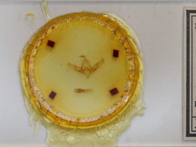 slide view of adult Copicucullia