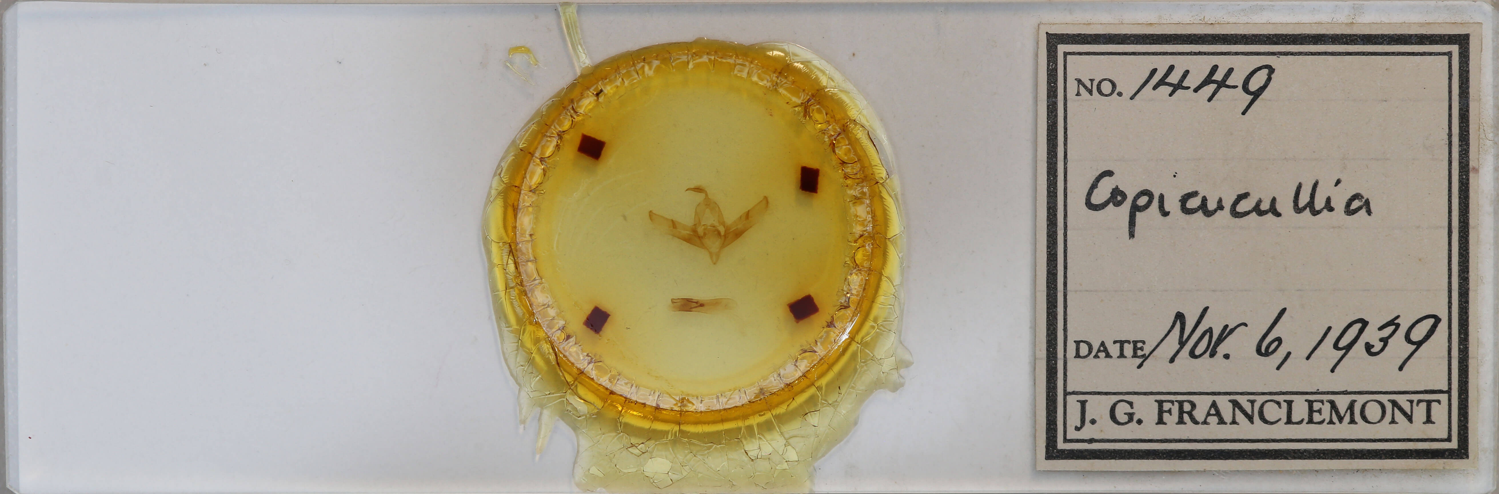 slide view of adult Copicucullia