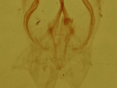 genitalia view of adult Cyclophora culicaria