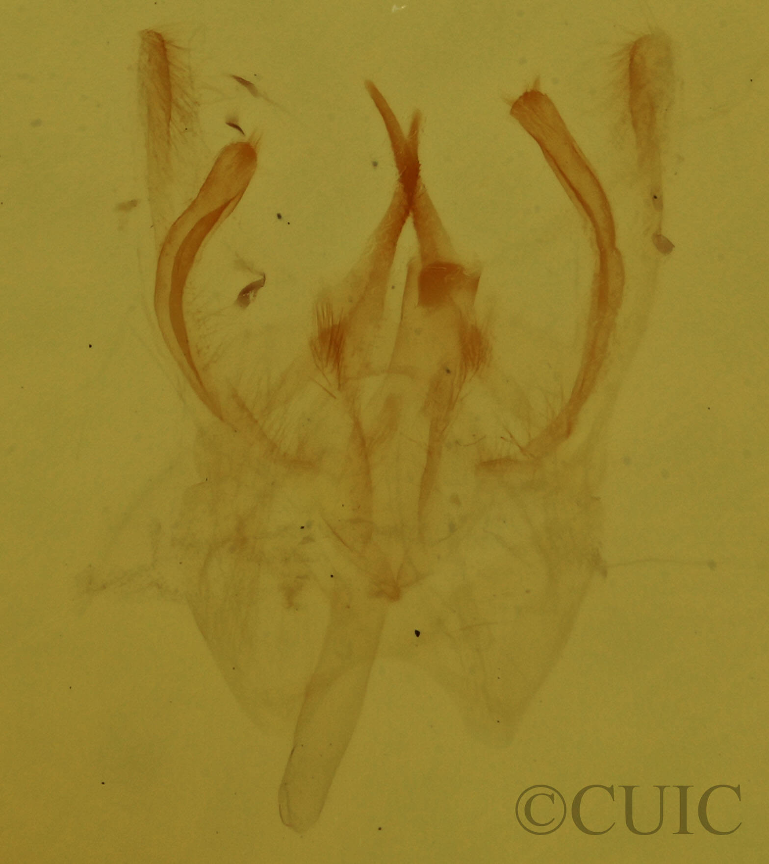 genitalia view of adult Cyclophora culicaria