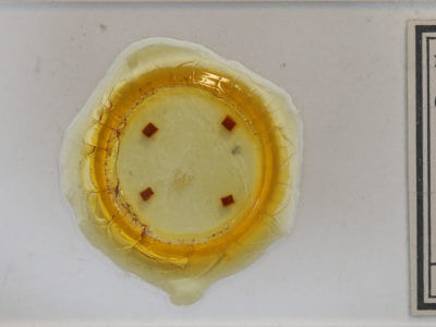 slide view of adult Cyclophora culicaria