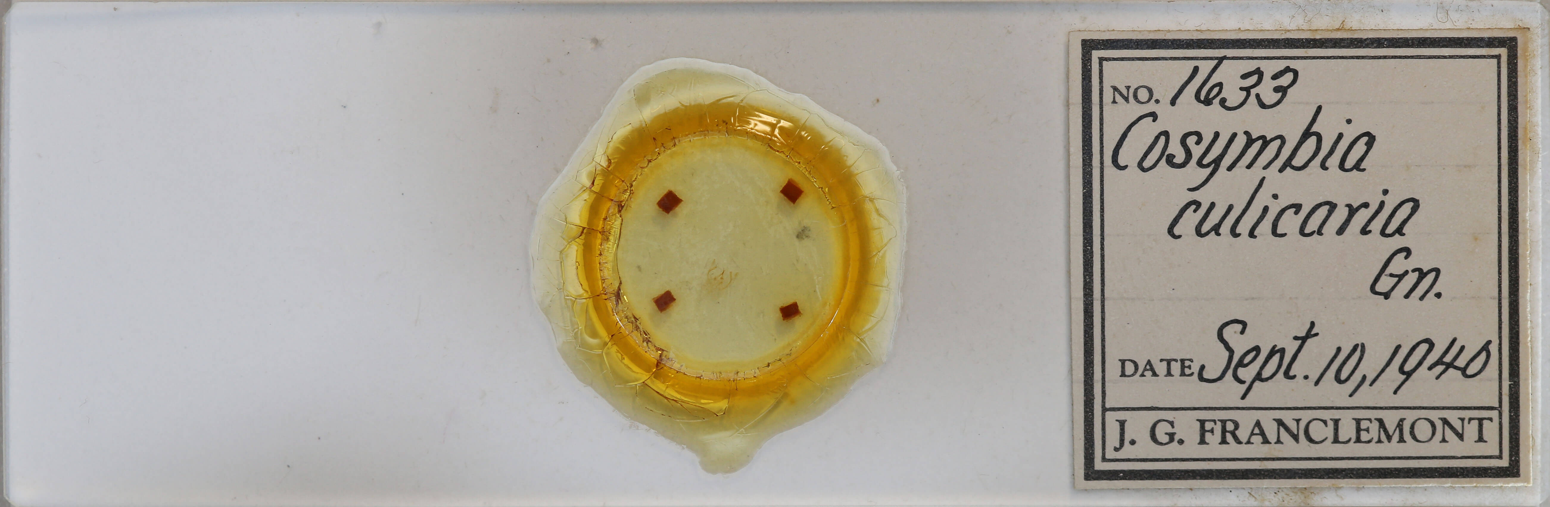 slide view of adult Cyclophora culicaria