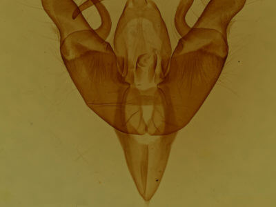 genitalia view of adult Cryptocala acadiensis