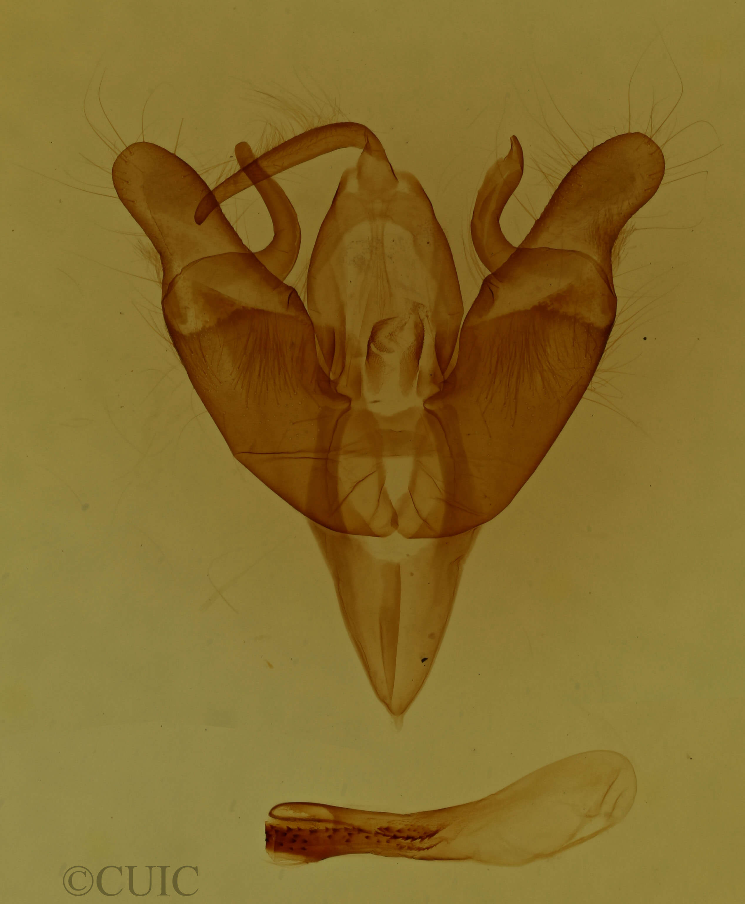 genitalia view of adult Cryptocala acadiensis