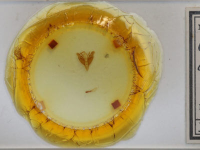 slide view of adult Cryptocala acadiensis