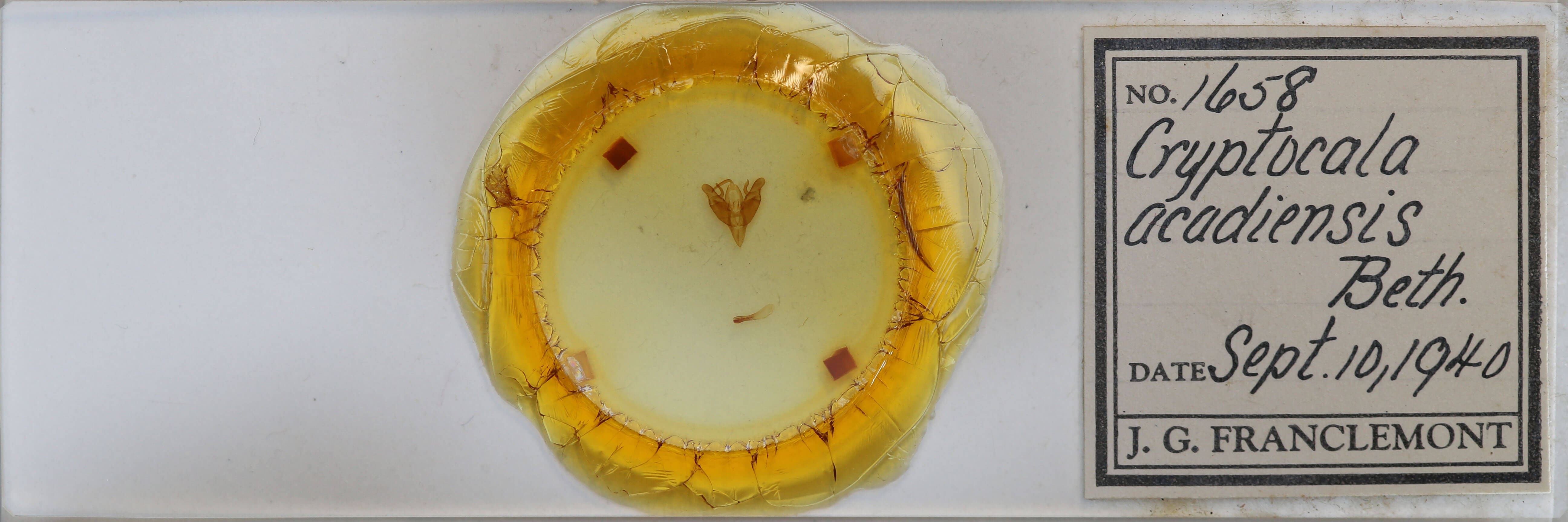 slide view of adult Cryptocala acadiensis