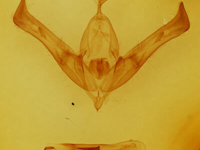 genitalia view of adult Cucullia florea