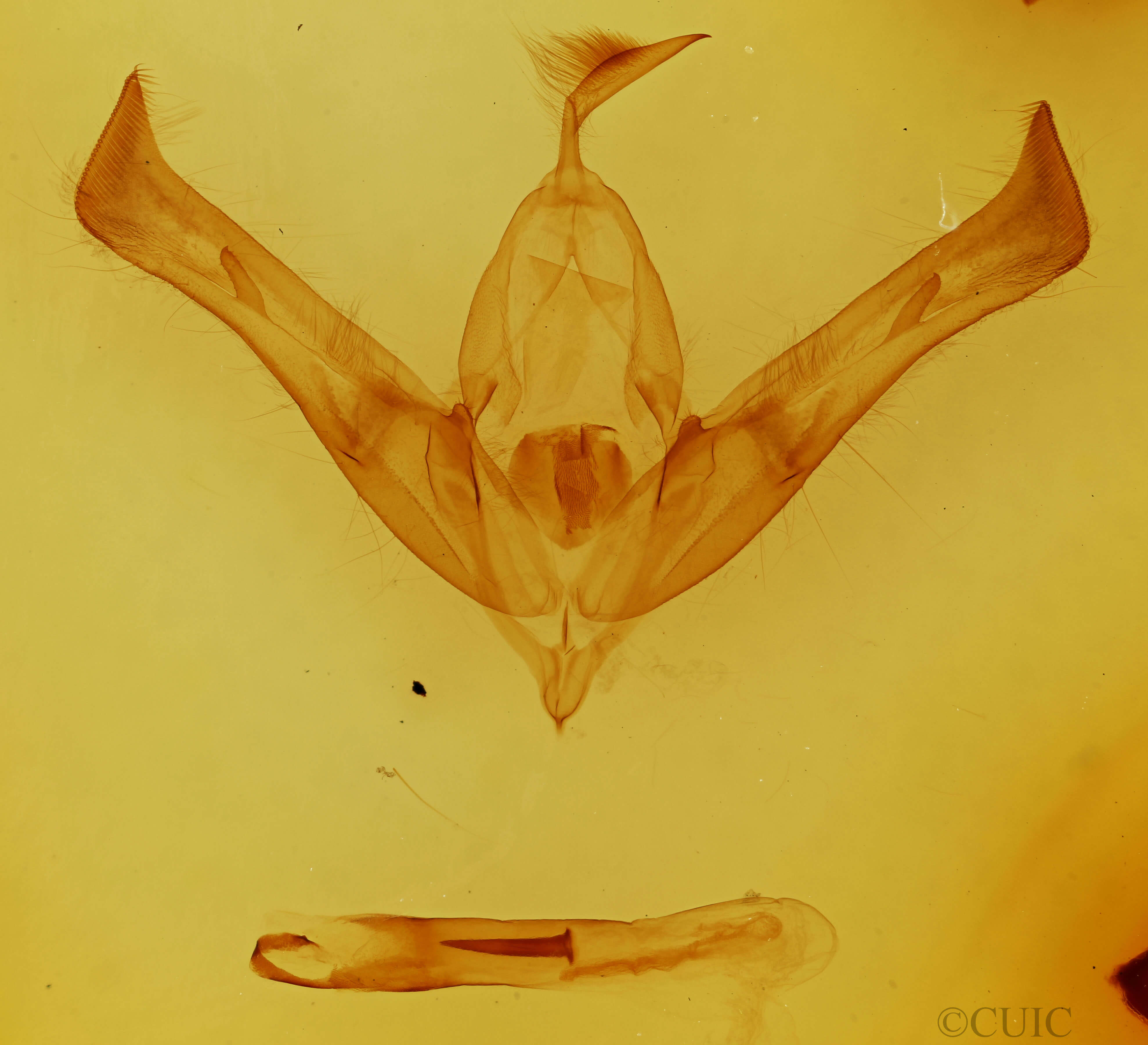genitalia view of adult Cucullia florea