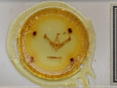 slide view of adult Cucullia florea