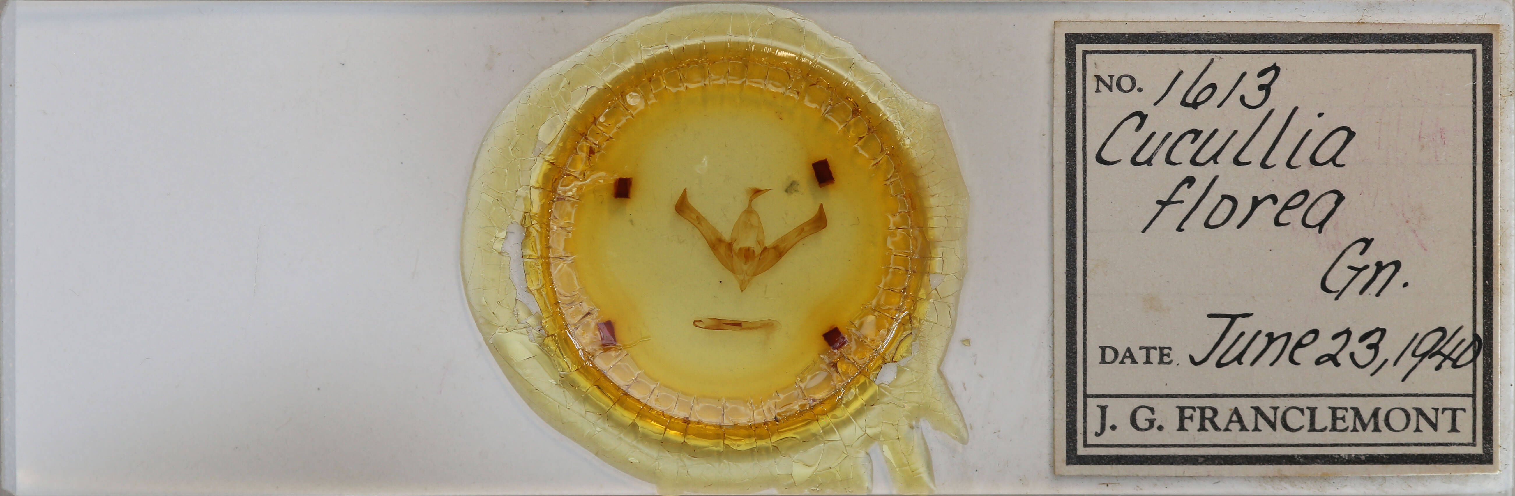 slide view of adult Cucullia florea